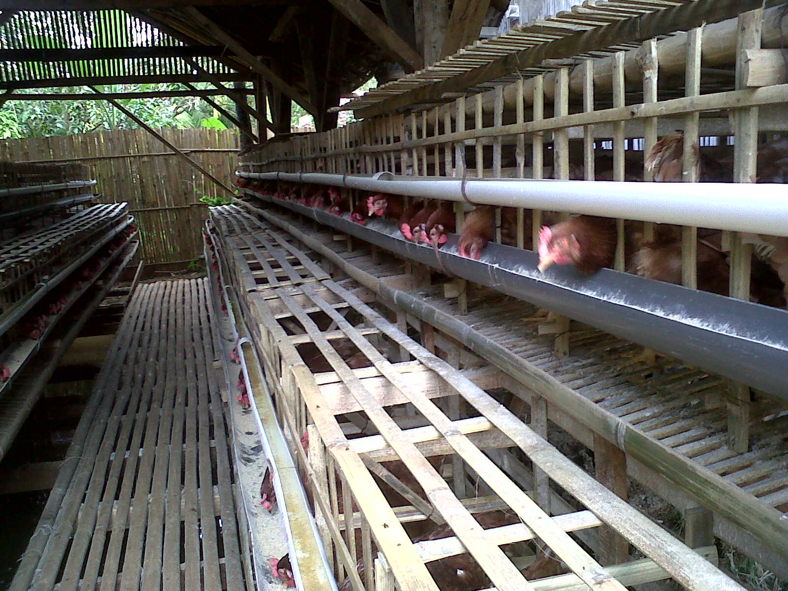Beberapa hal yang menjadi faktor keberhasilan dalam usaha ternak ayam ras petelur, Cara beternak ayam petelur rumahan